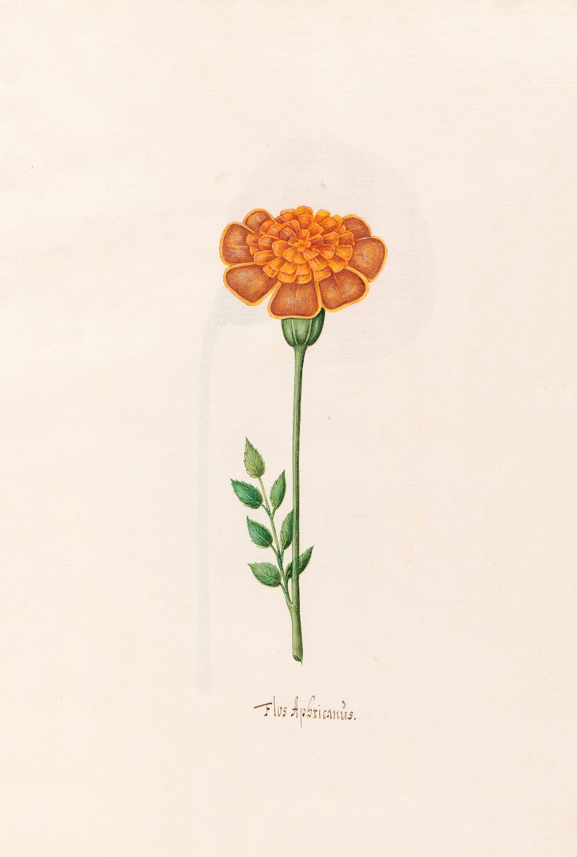 Flos Aphricanüs 1692