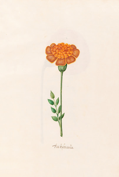 Flos Aphricanüs 1692