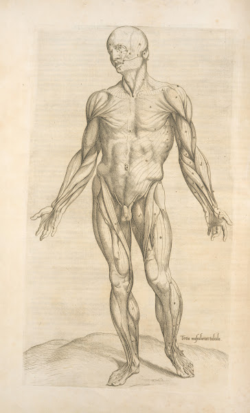 Tertia musculorum tabula Showing the figure with open hands 1545