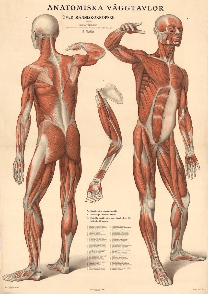 Anatomiska väggtavlor över människokroppen 1920