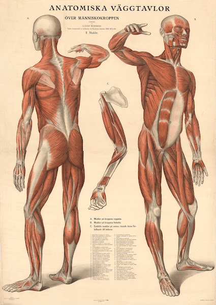 Anatomiska väggtavlor över människokroppen 1920