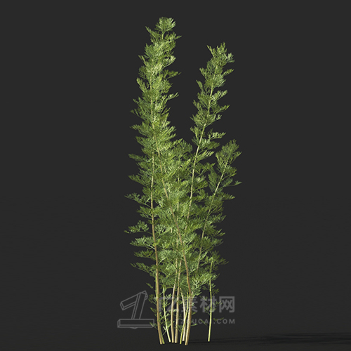 Maxtree - Plant Models Vol.60