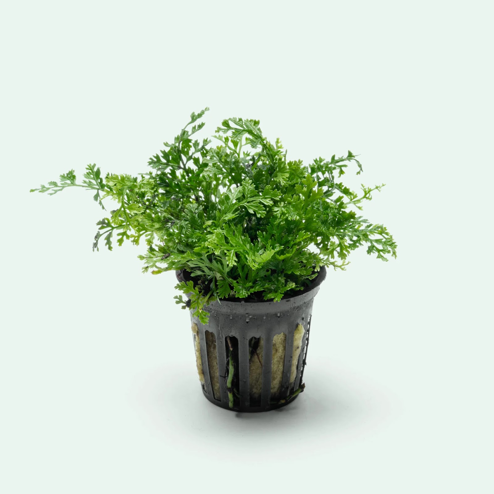 Bolbitis heteroclita 'Difformis'