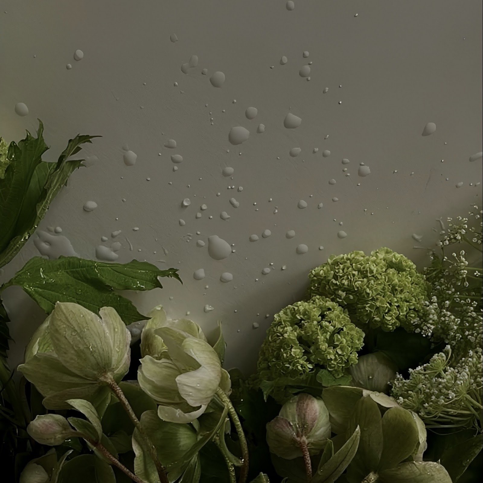 Download Moody Green Flowers With Water Drops Full HD iPhone