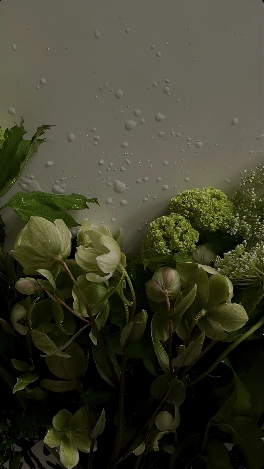 Moody Green Flowers With Water Drops - Moody Floral Photography Full HD iPhone Wallpaper (1287x2288)