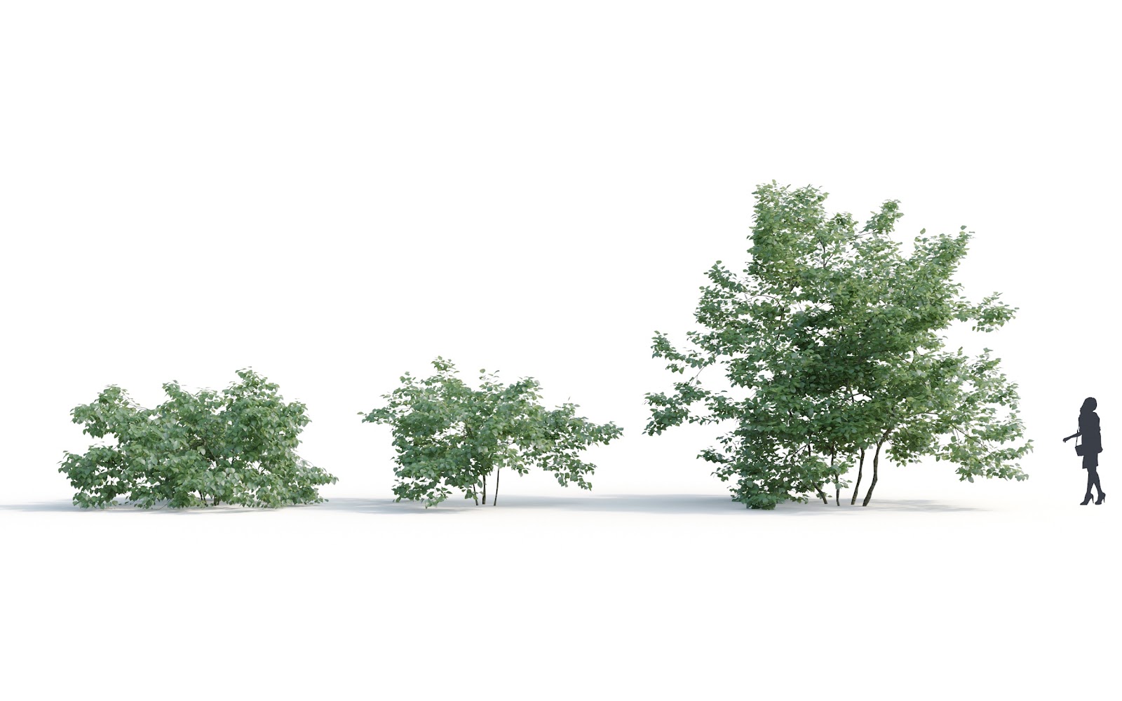 Maxtree - Plant Models Vol.6