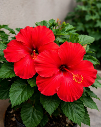 Hibiscus Red Flower Plant