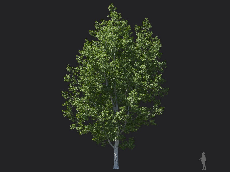 Maxtree - Plant Models Vol.116