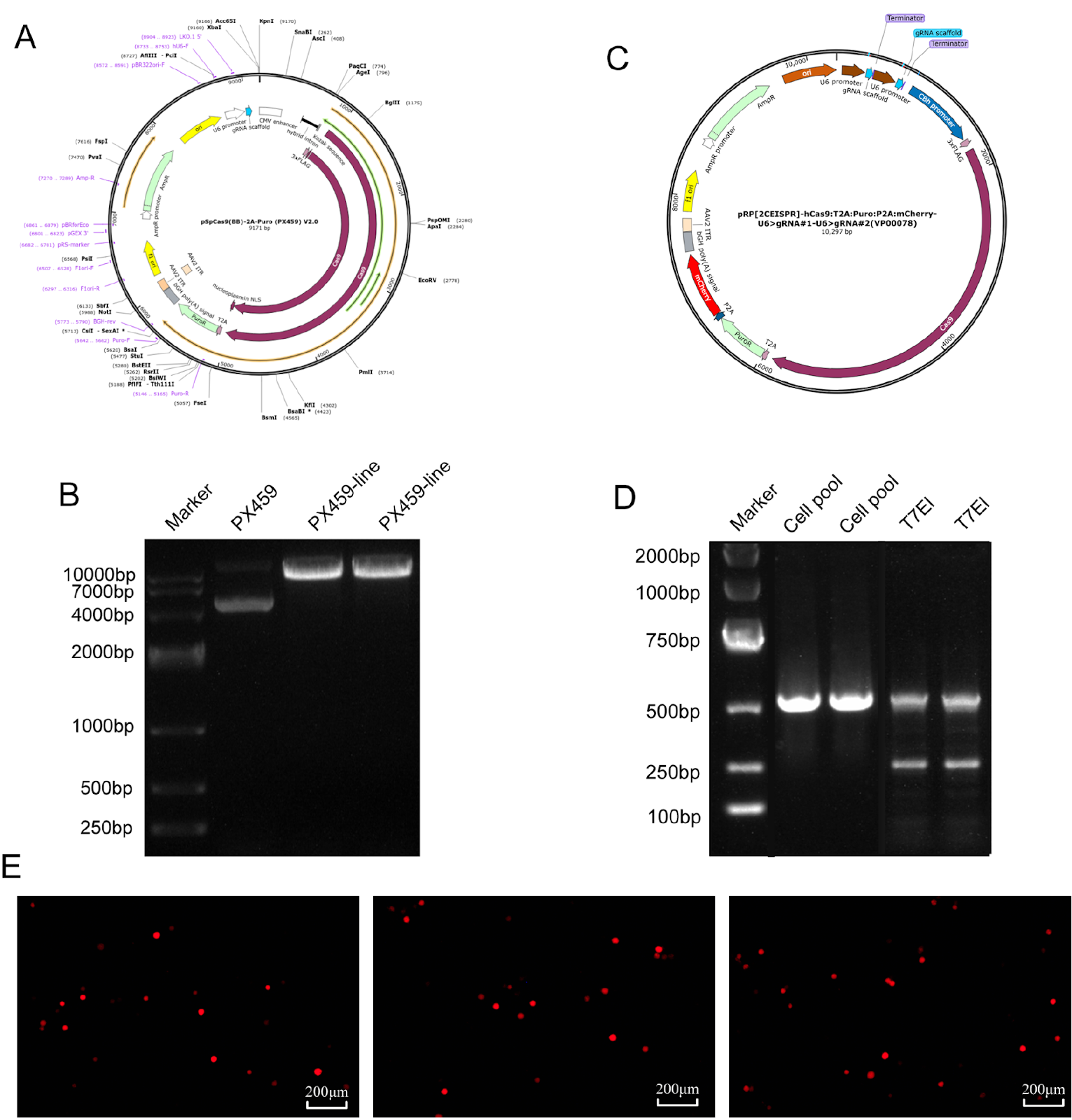 OAZ1/CASP8AP2 Double Knockout Enhances Recombinant Protein Production in HEK293 Cells through Metabolic Reprogramming and Antiapoptotic Effects