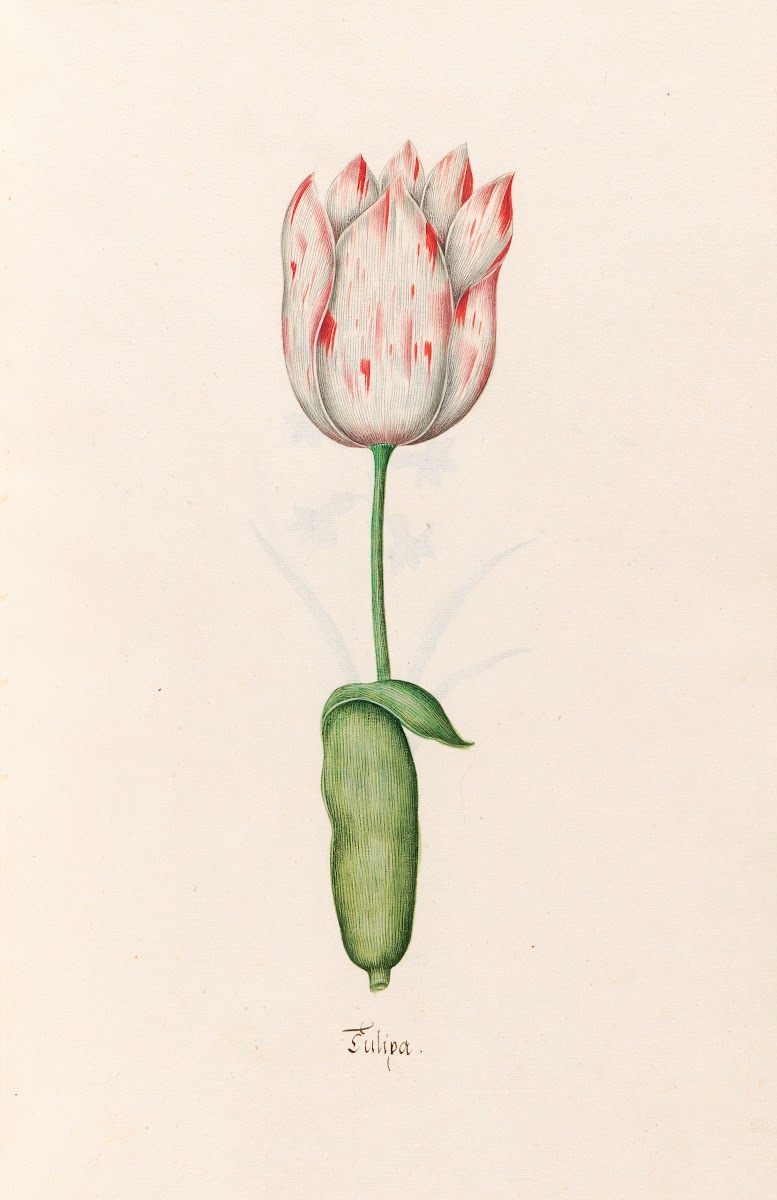 Tülipa 1692