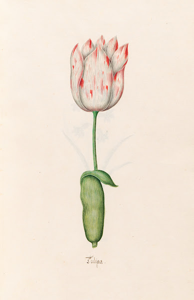 Tülipa 1692