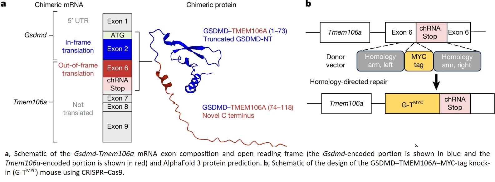 Functional chimeric mRNAs encode proteins in mammalian immunity