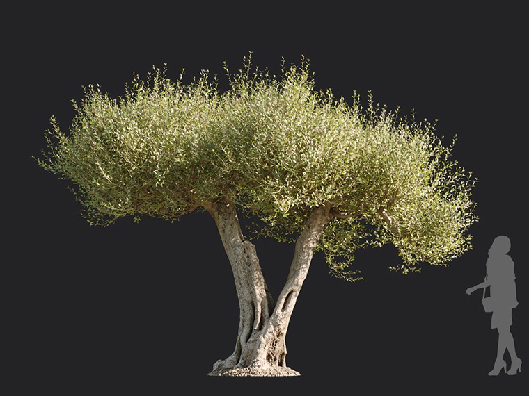 Maxtree - Plant Models Vol.113