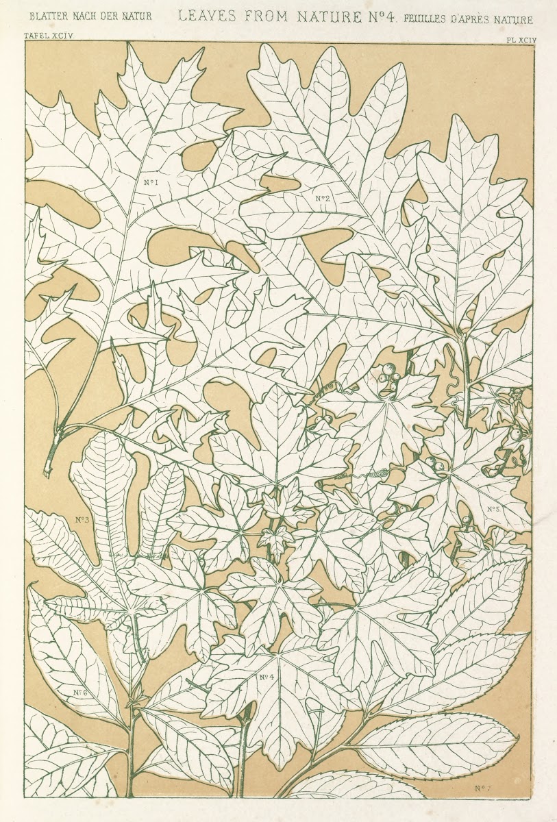 Leaves from Nature No4 1856