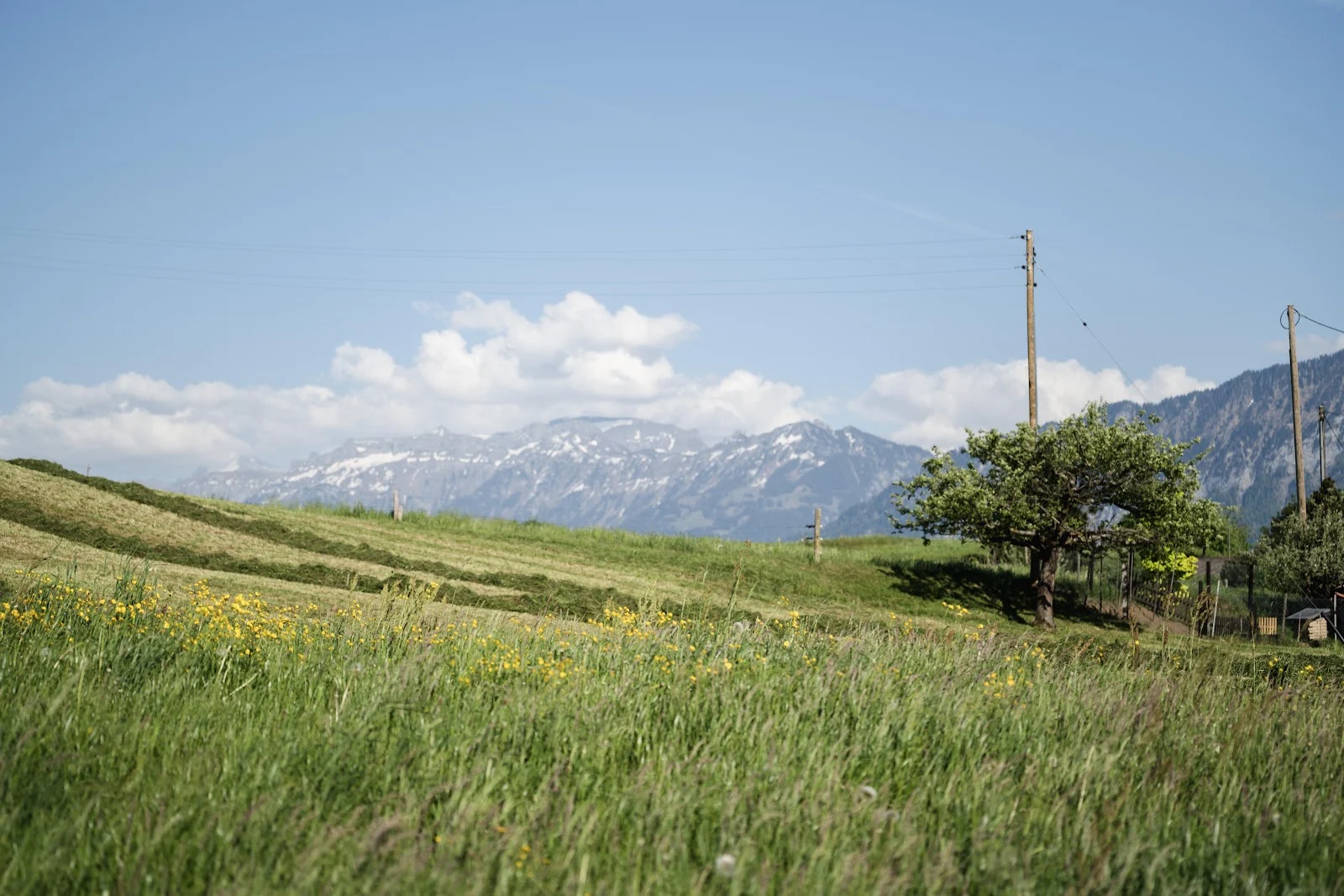 Scenic Alpine Green Meadow - Landscape Photography 5K Wallpaper (6048x4032)