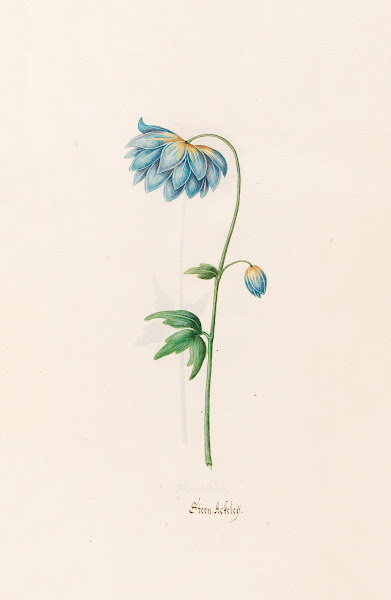 Stern Ackeleÿ 1692