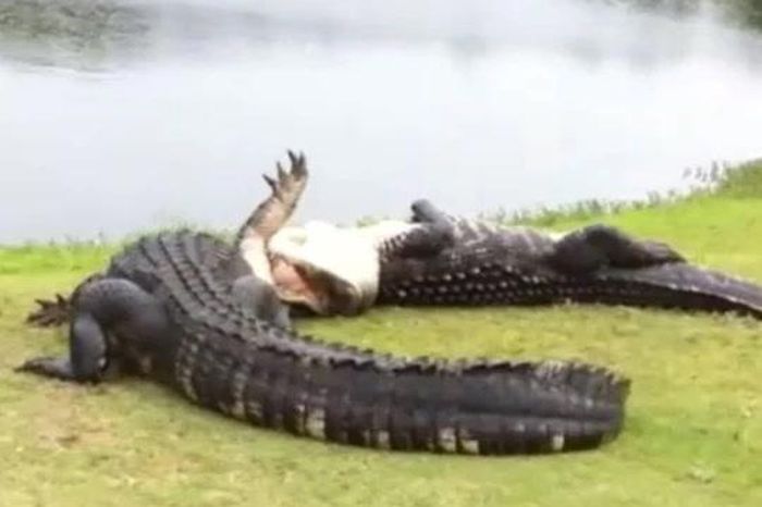 Cá sấu giao chiến trên sân golf, một con mất răng sau cuộc đối đầu - Tạp chí Doanh Nghiệp Việt Nam