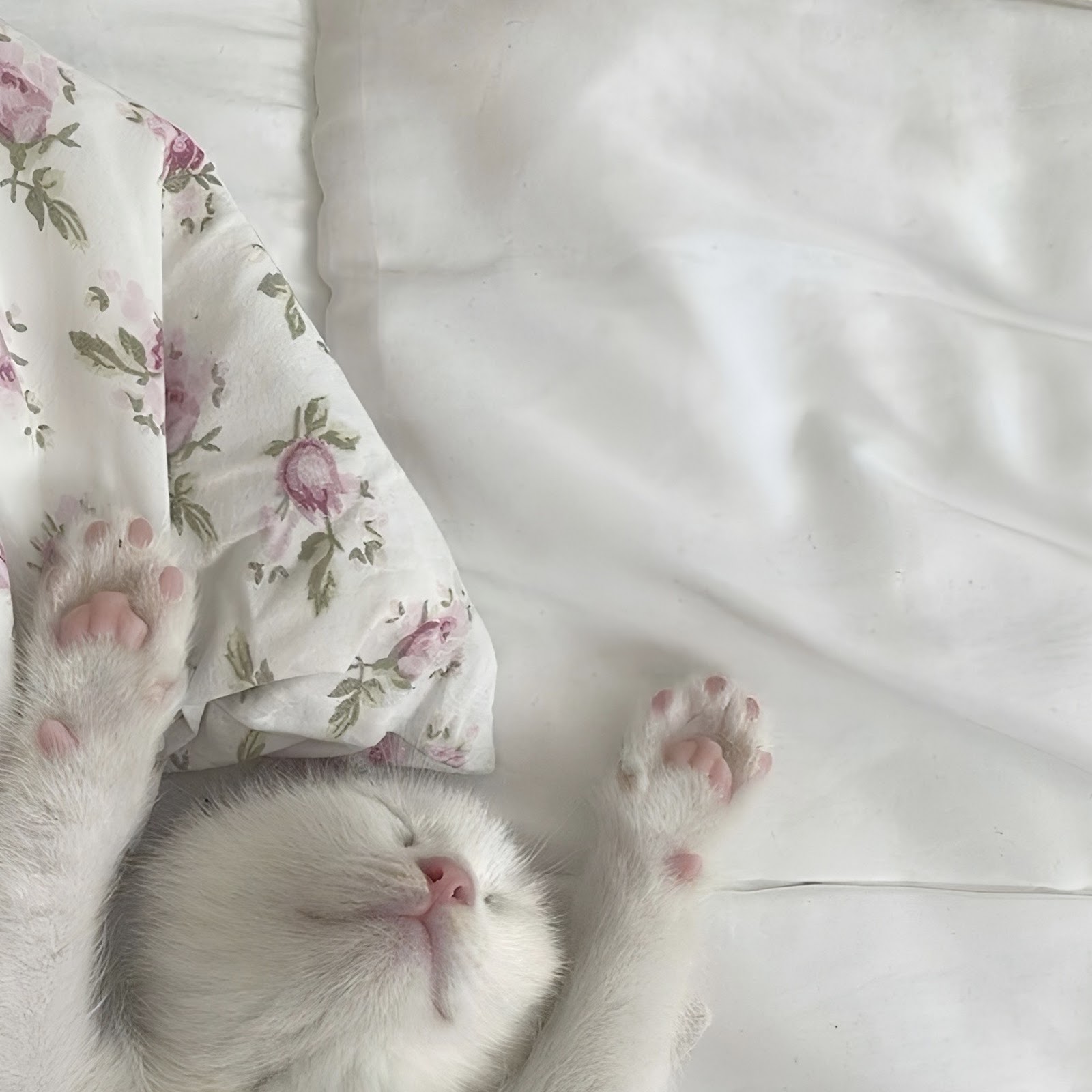 Download Sleeping White Kitten Stretching Paws Full HD iPhone