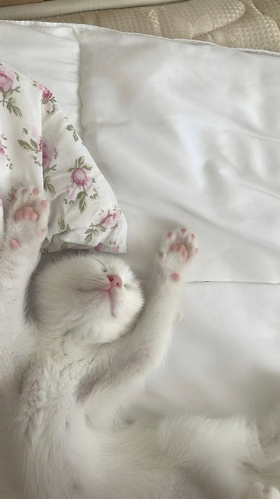 Sleeping White Kitten Stretching Paws - Pet Photography Full HD iPhone Wallpaper (1286x2287)