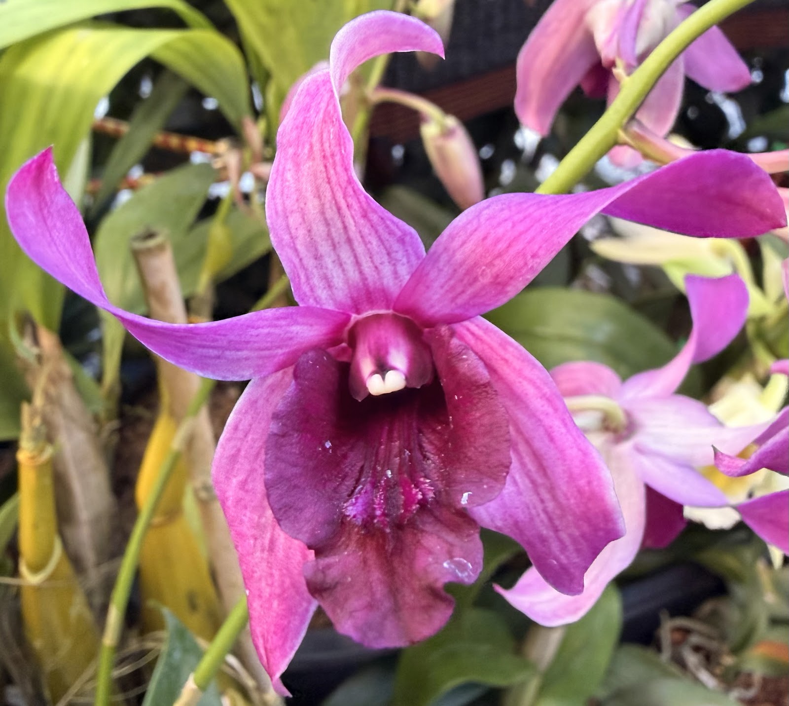 Den. Caesar Red Big Lip