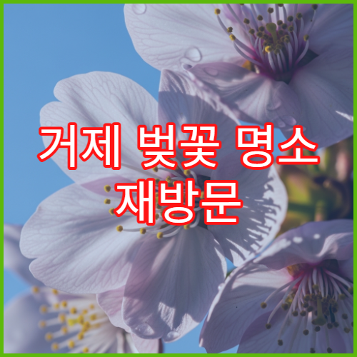 거제 벚꽃 명소 재방문 이유 평일vs주말 솔직 후기 비교 분석
