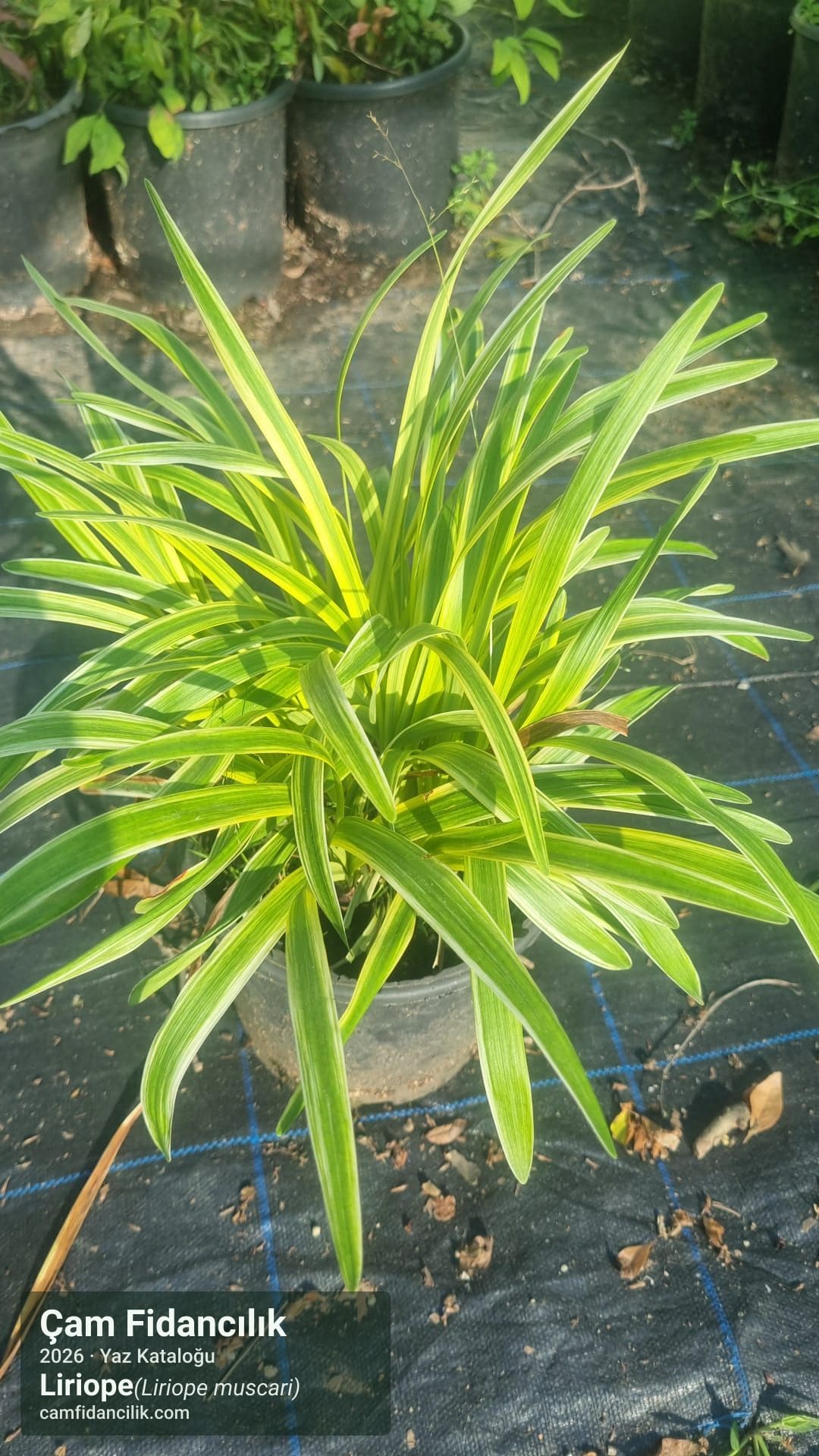 Liriope - Liriope muscari Çam Fidancılık Yalova