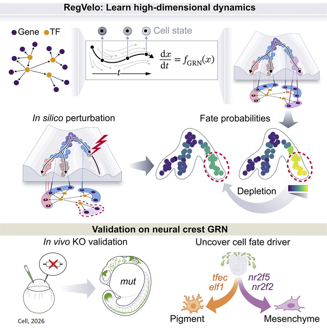 RegVelo: Gene-regulatory-informed dynamics of single cells