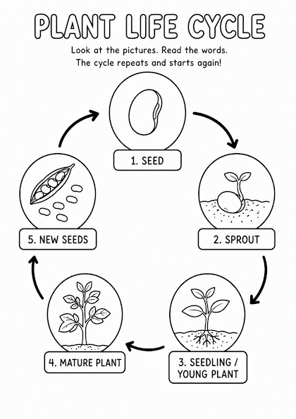 Plant Life Cycle Worksheet