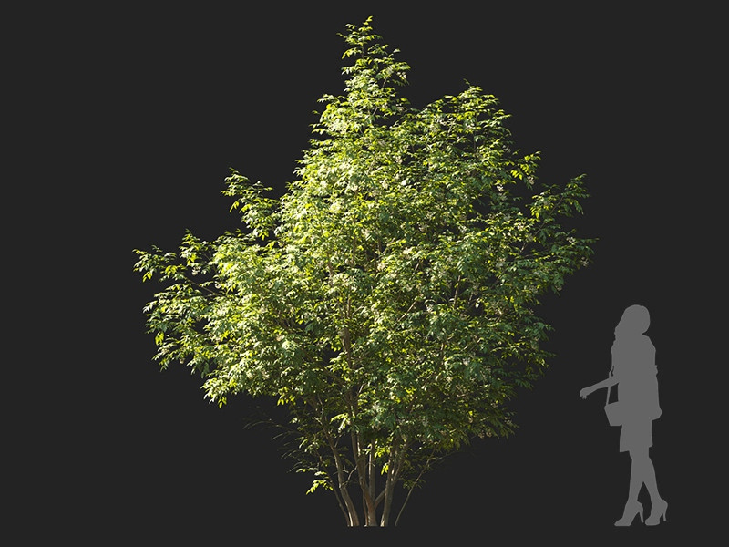 Maxtree - Plant Models Vol.122