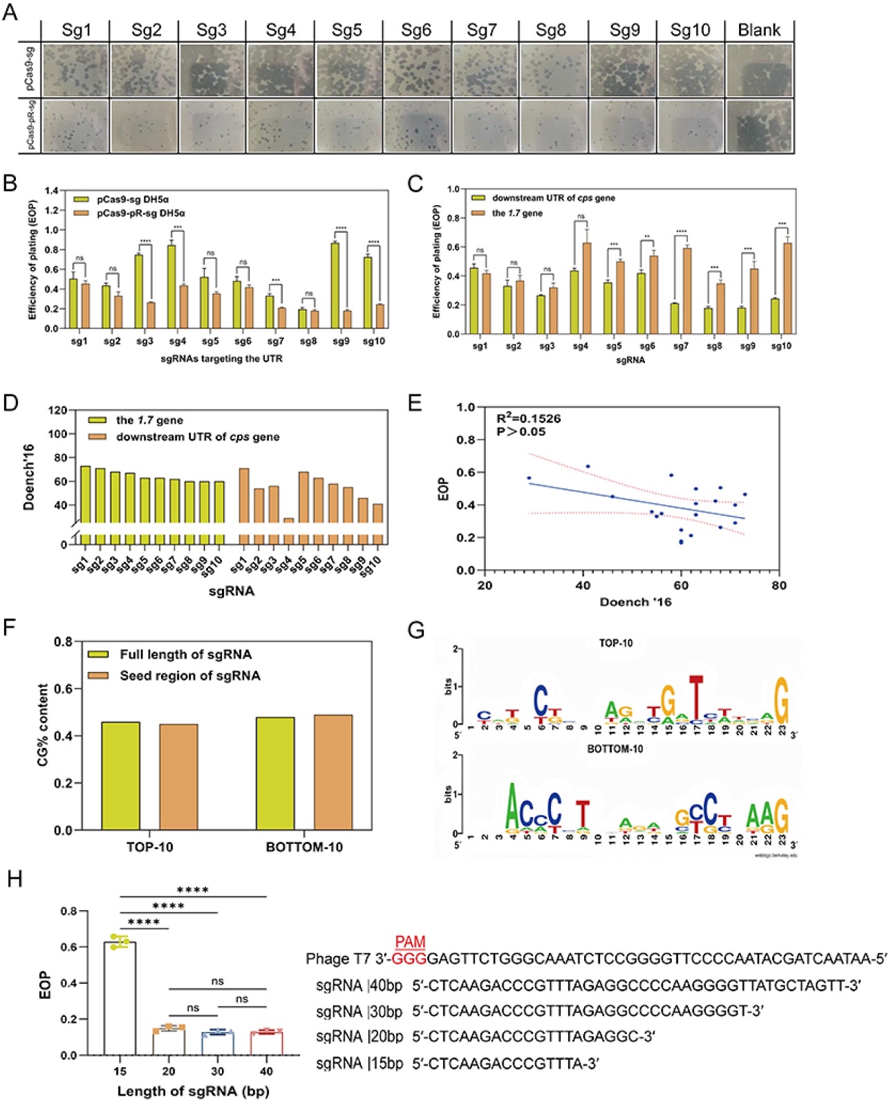 Rapid detection of Escherichia coli in bloodstream infection via CRISPR-Cas9 engineered reporter phage T7::Nluc and microfluidic chip platform