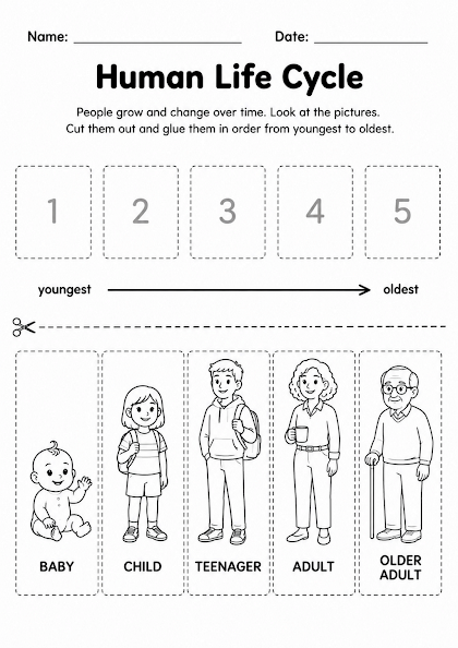 Human Life Cycle Worksheet