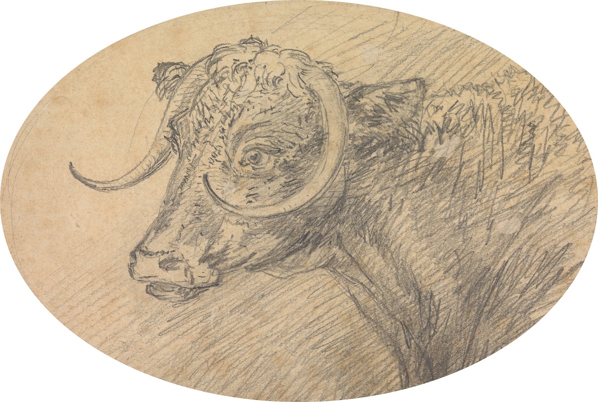 Head of a Bull 1760