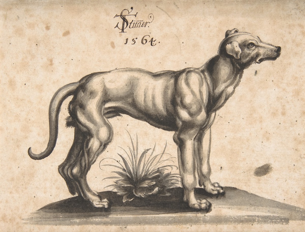 A Dog Looking to the Right 1564