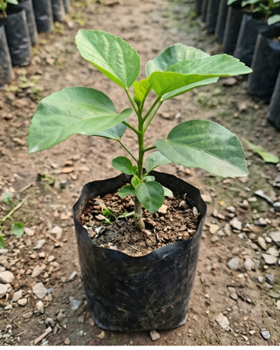 Hibiscus Miaoli Day Tripper — view 2