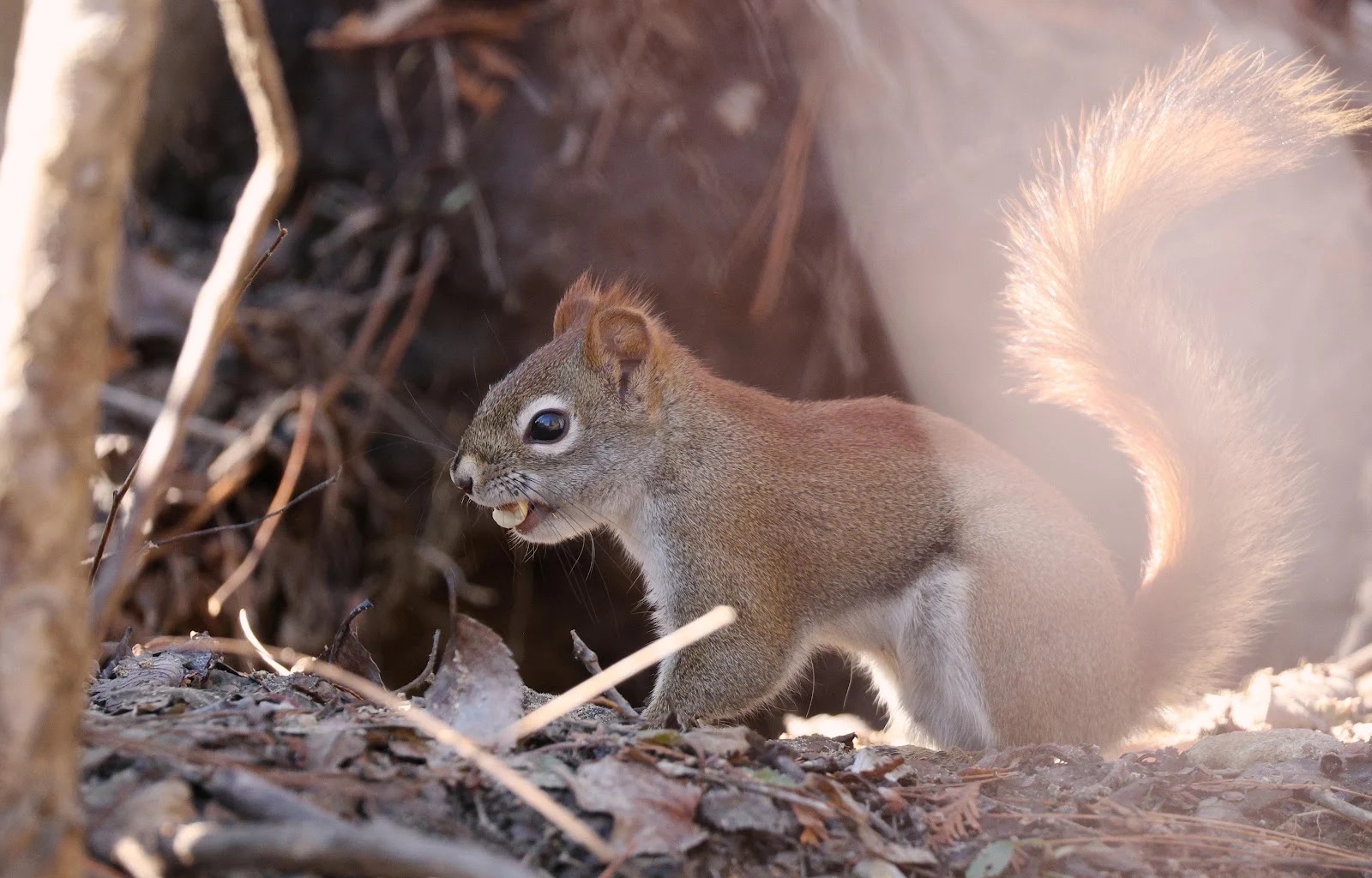 Red Squirrel With Nut - Wildlife Photography 4K Wallpaper (4932x3158)