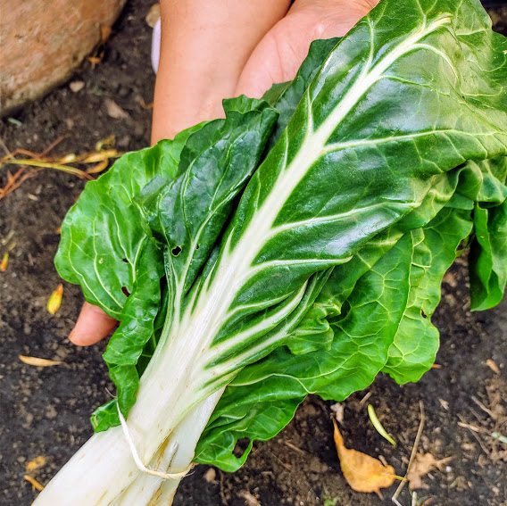 Comprar Acelga verde orgánico