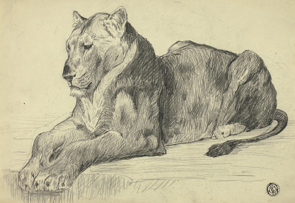Lioness
