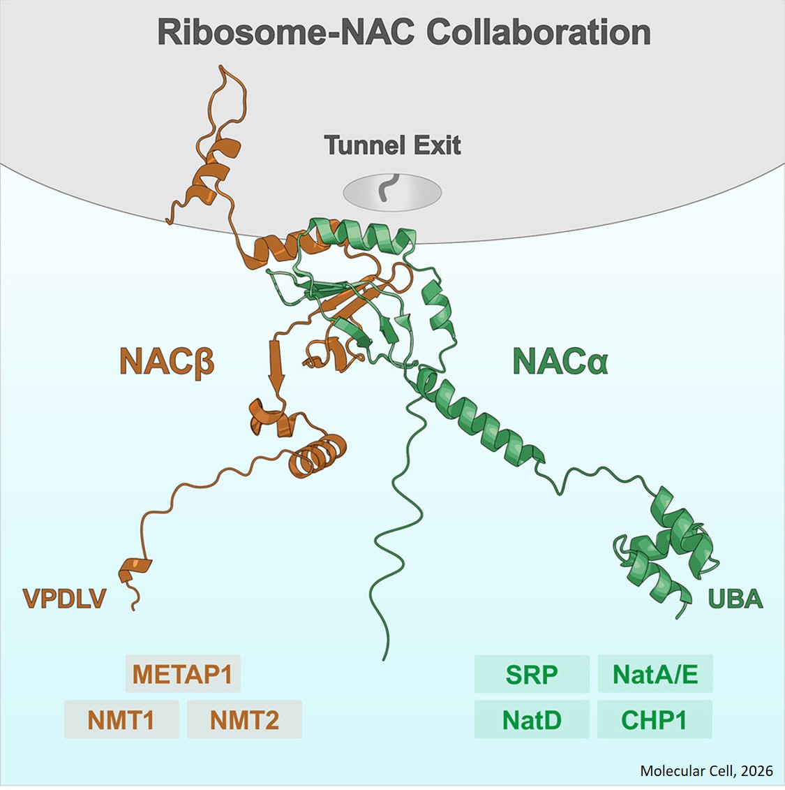 Ribosome-NAC collaboration: A regulatory platform for cotranslational chaperones, enzymes, and targeting factors