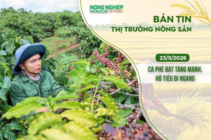 Thị trường nông sản 23/5/2026: Cà phê bật tăng mạnh, hồ tiêu đi ngang - Nông nghiệp Hữu cơ Việt Nam