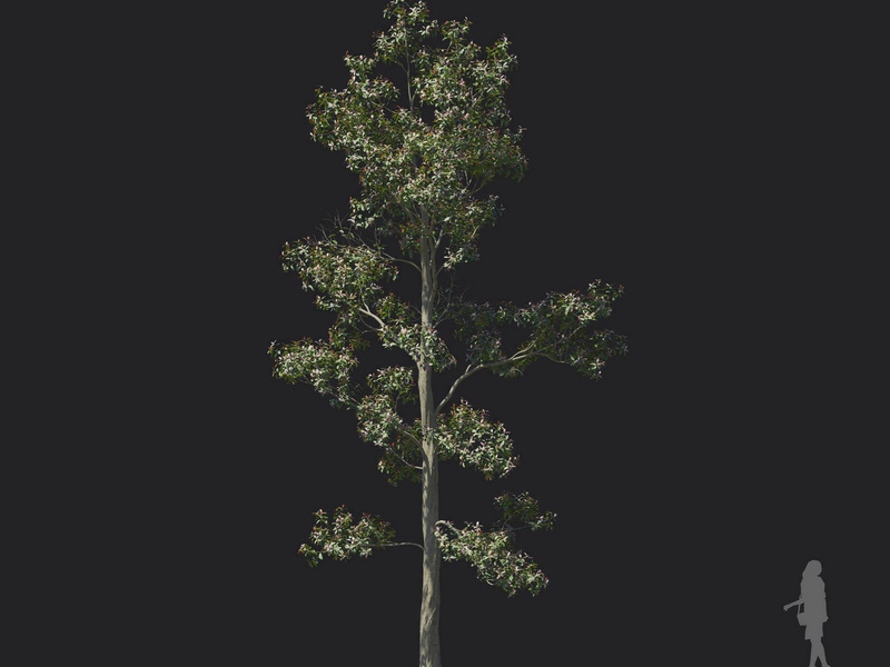 Maxtree - Plant Models Vol.121