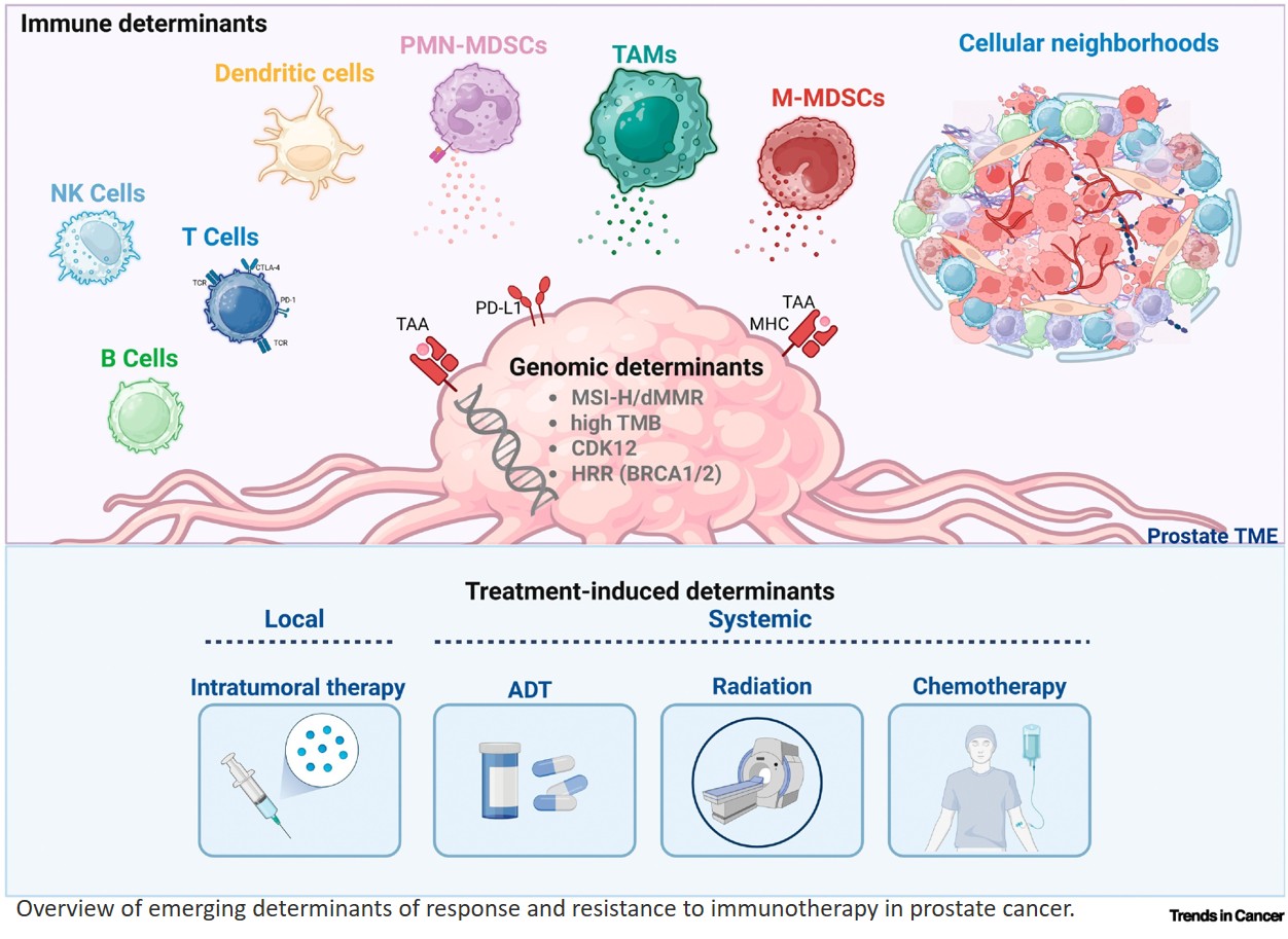 Prostate cancer: evading immunity, inspiring therapy