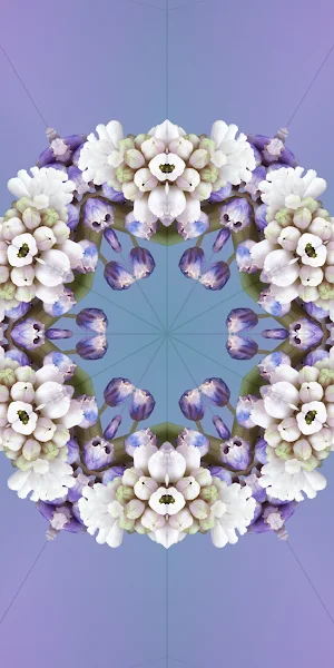 Ios 17, Ios 17 Aleidoscope, Iclarified, Flower Full HD iPhone Wallpaper Background