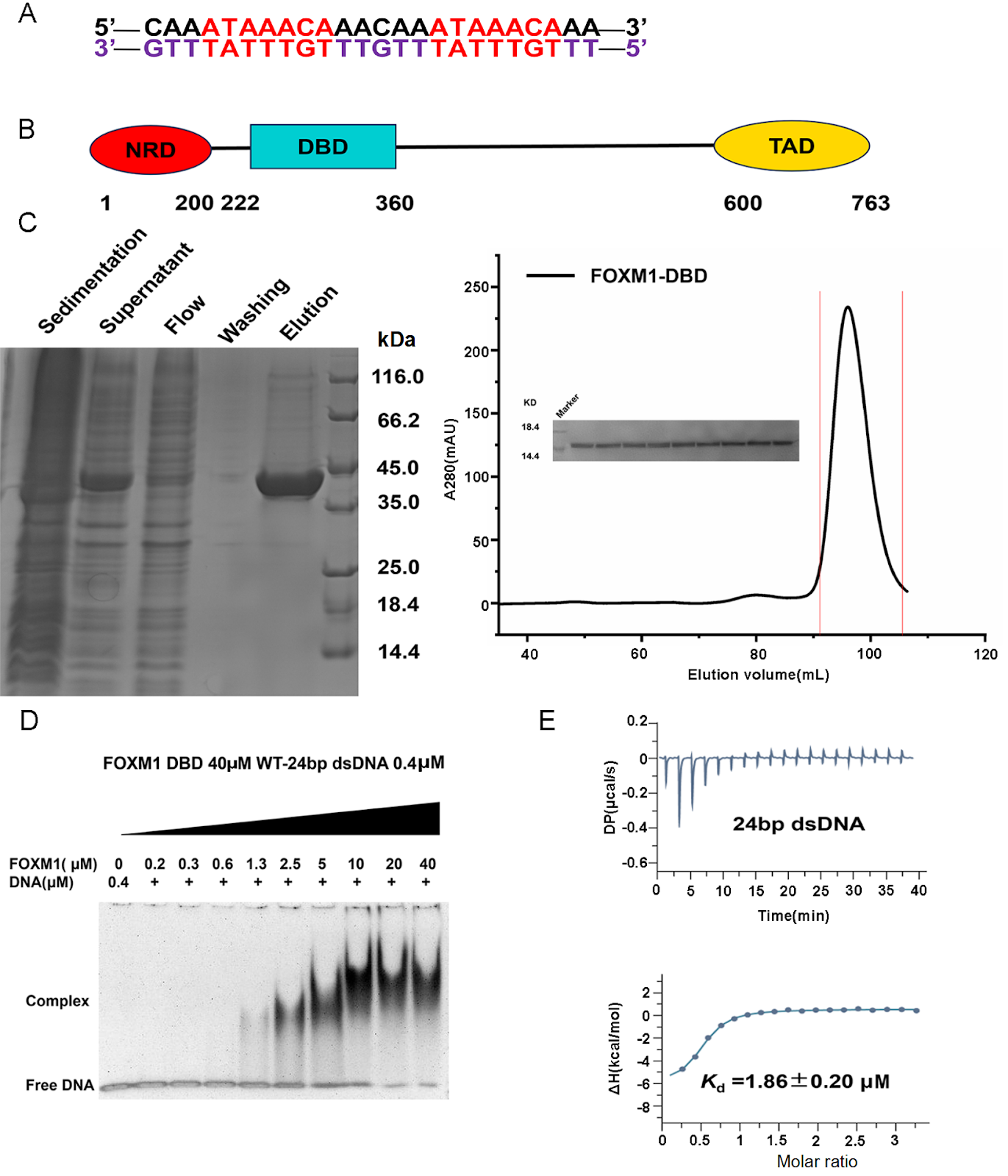 Structural basis for the FOXM1 DNA binding domain to specific dsDNA substrate