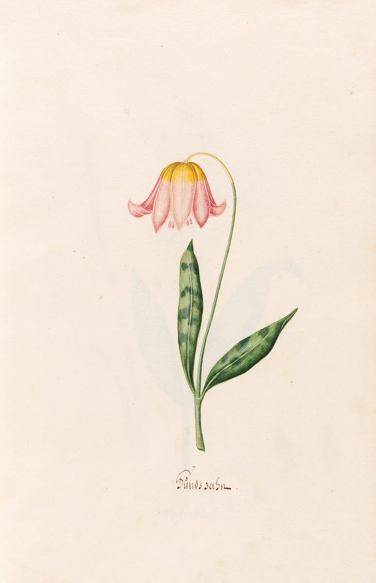Hundszahn 1692