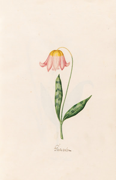 Hundszahn 1692