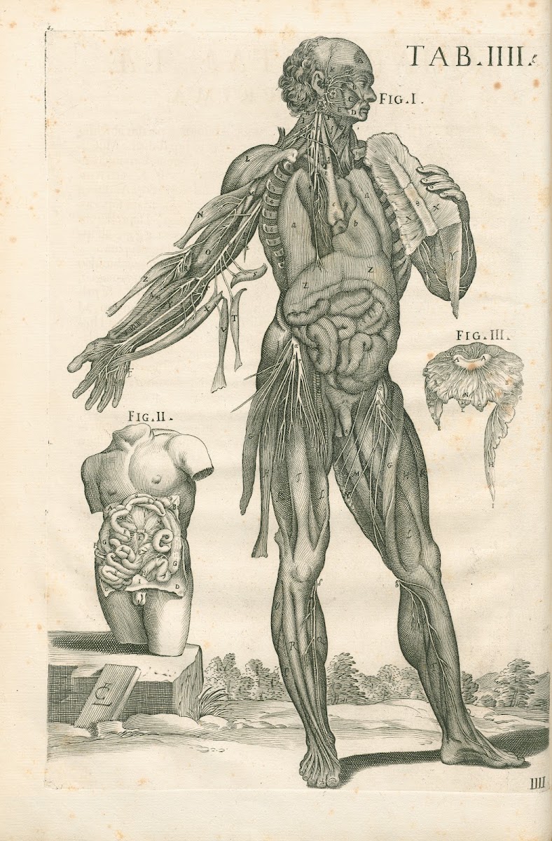 Tabulae anatomicae a celeberrimo pictore Petro Berretino Cortonensi Pl04 1741