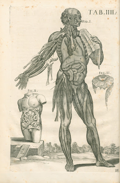 Tabulae anatomicae a celeberrimo pictore Petro Berretino Cortonensi Pl04 1741