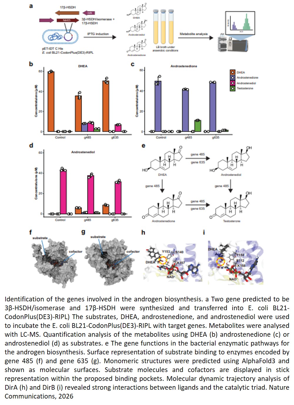 Urinary microbiome can make androgens!