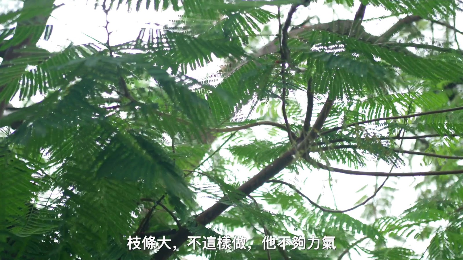 米可白台南老樹一日遊 screenshot 10