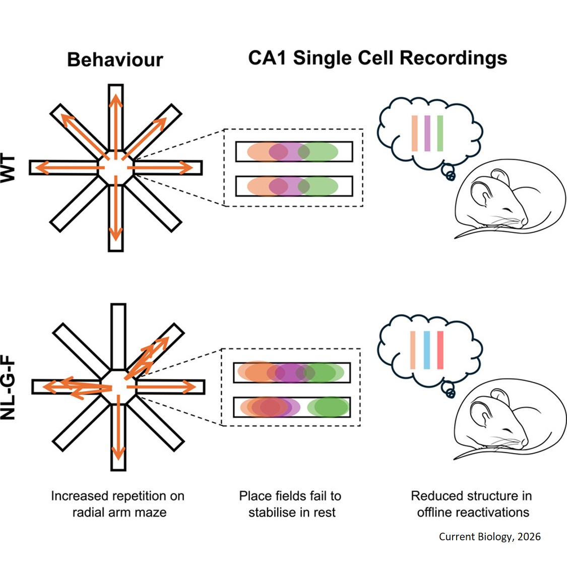 How the brain's 'memory replay' goes wrong in Alzheimer's disease